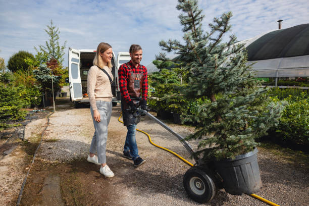 How Our Tree Care Process Works  in  Mcalester, OK