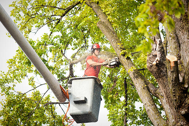 Reliable Mcalester, OK Tree Care Services Solutions